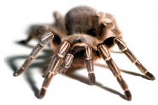 Aphonopelma_seemanni_front_view