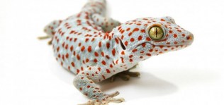 Gecko-tokay-fases