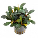 bucephalandra-theia-green