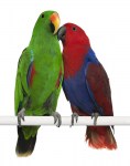 eclectus-parrot-16