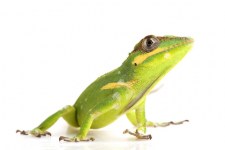 knight-anole-for-sale