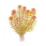 myriophyllum-mattogrossense-pluma-de-ave-roja