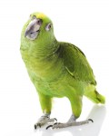 parrot-clipart-amazon-parrot-707318-530753
