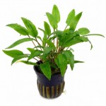 planta-acuario-cryptocoryne-wendtii-green