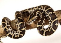 python-molurus-bivittatus-piton-birmano-