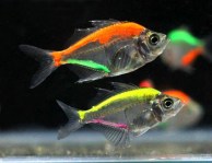 tropical-glass-fish-mix-color-258