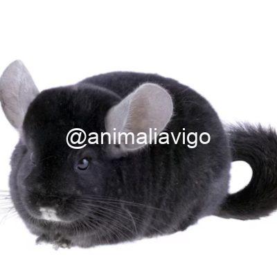 CHINCHILLA NEGRA