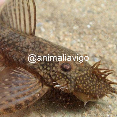 ANCISTRUS SURTIDO