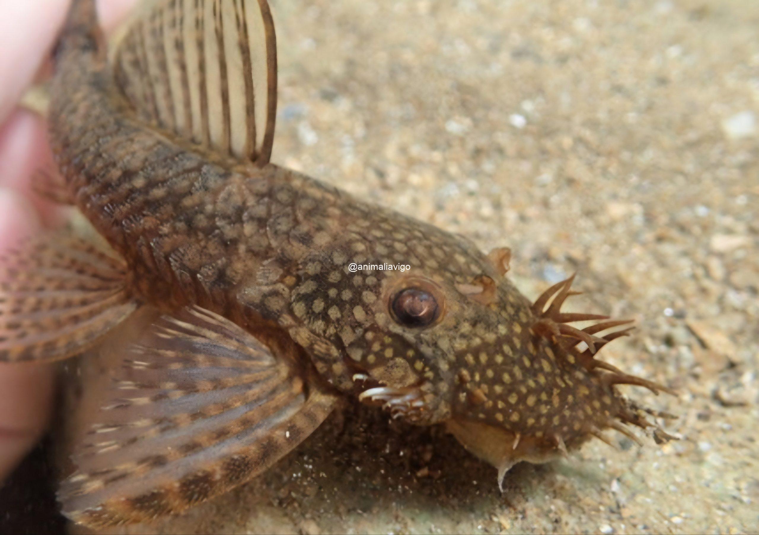 ANCISTRUS SURTIDO