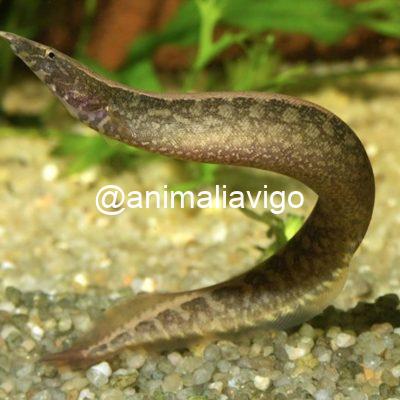 ANGUILA MASTECEMBELUS
