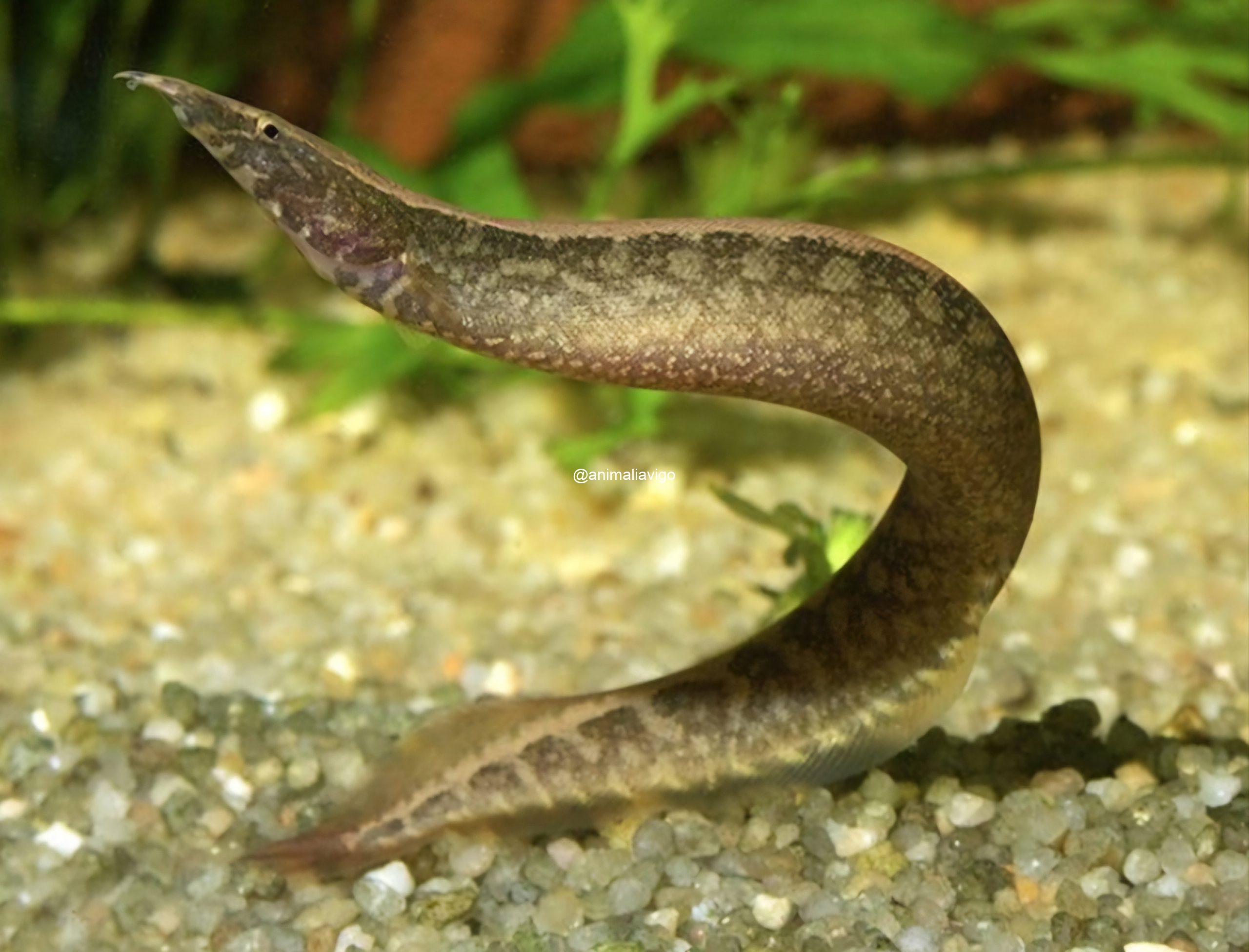 ANGUILA MASTECEMBELUS