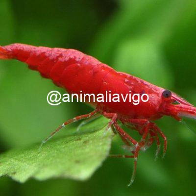 NEOCARIDINA SAKURA ROJA