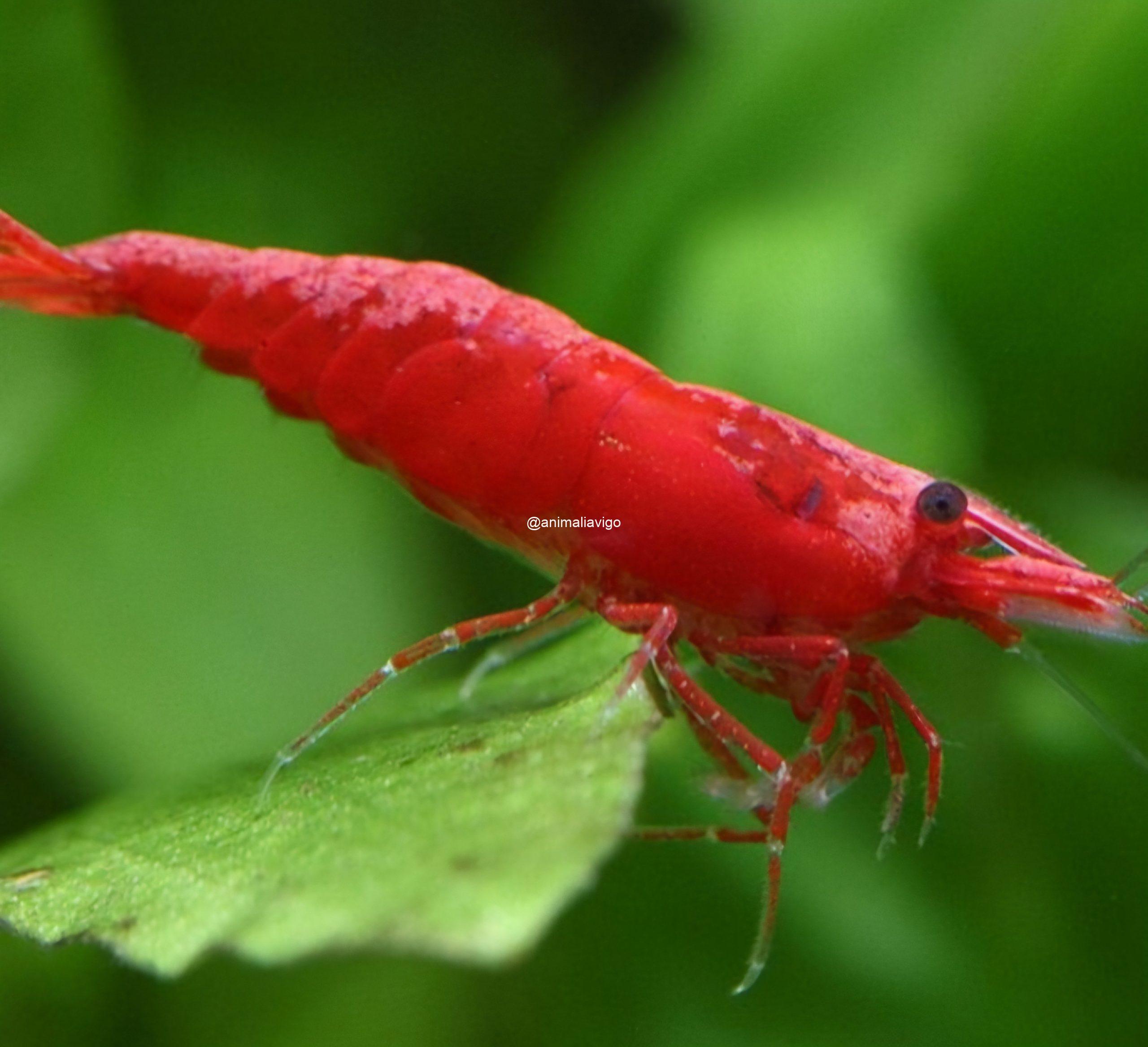 NEOCARIDINA SAKURA ROJA