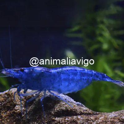 NEOCARIDINA AZUL