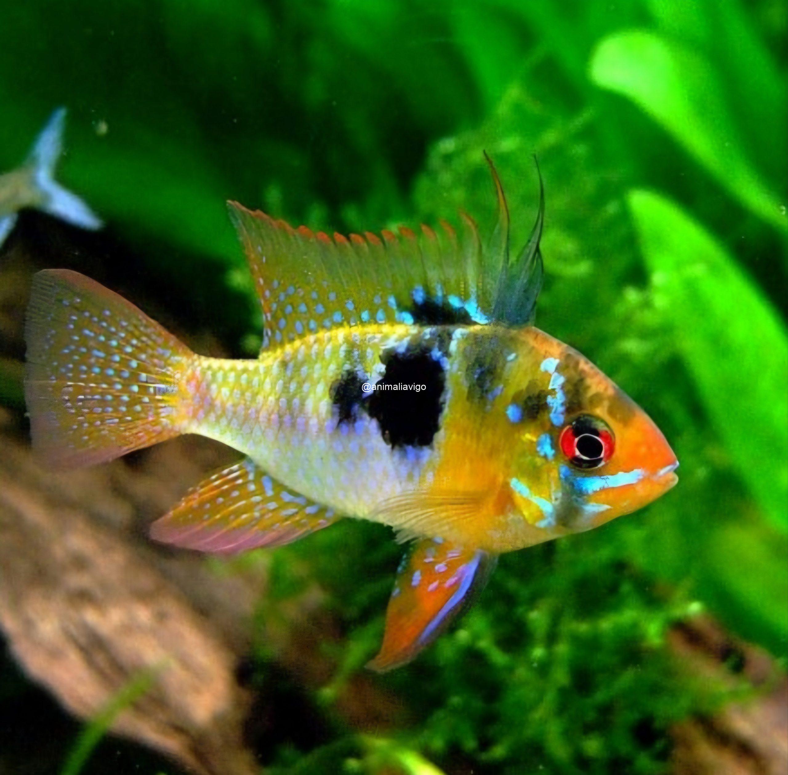 RAMIREZZI ALEMAN GRANDE