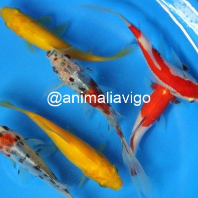 SURTIDO ESTANQUE CARPA MEDIANA