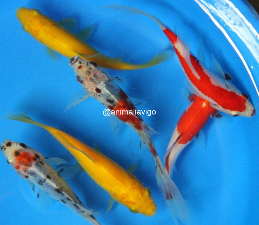 SURTIDO ESTANQUE CARPA MEDIANA