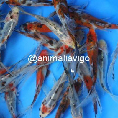 SURTIDO ESTANQUE CARPA PEQUEÑA