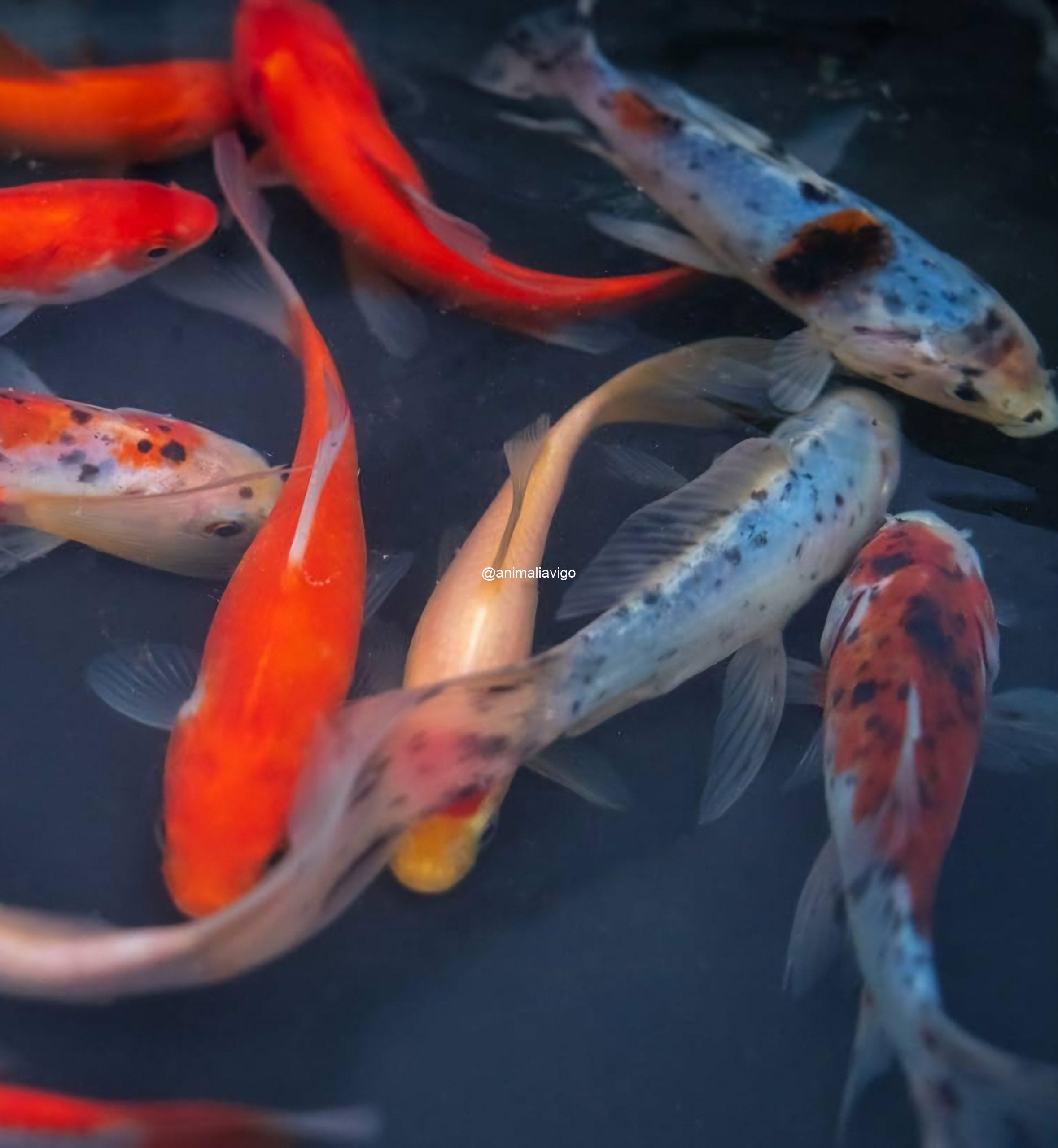 SURTIDO ESTANQUE CARPA GRANDE