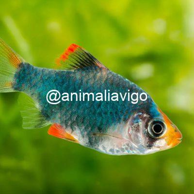 BARBO TIGRE VERDE