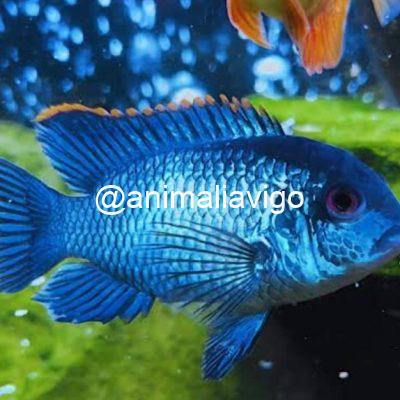 BLUE ACARAS