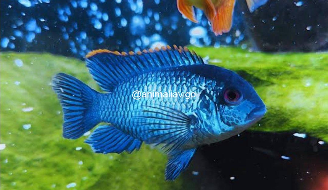 BLUE ACARAS