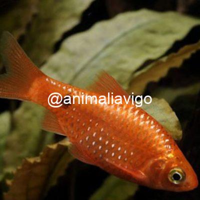 BARBO CONCHONIUS