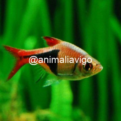 ARLEQUIN