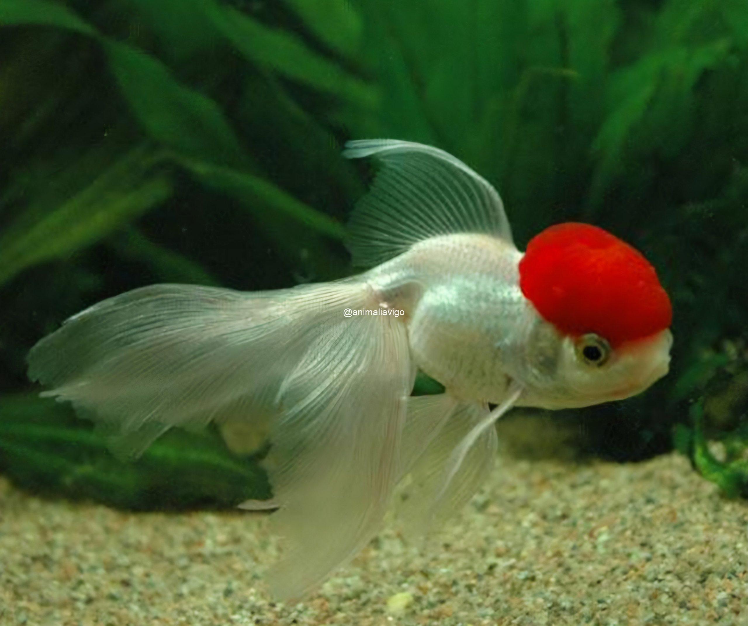 SURTIDO TRES COLAS PEQUEÑO