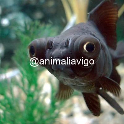 SURTIDO TRES COLAS MEDIUM