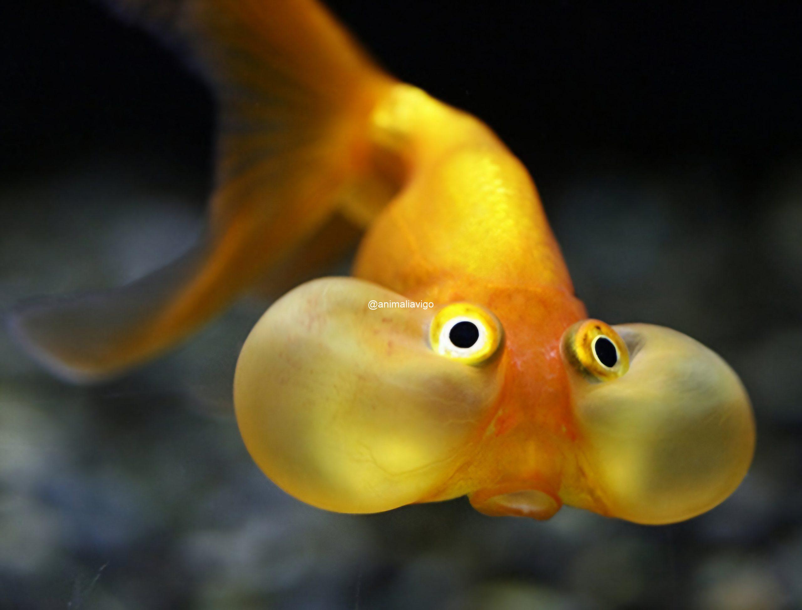 SURTIDO TRES COLAS GRANDE