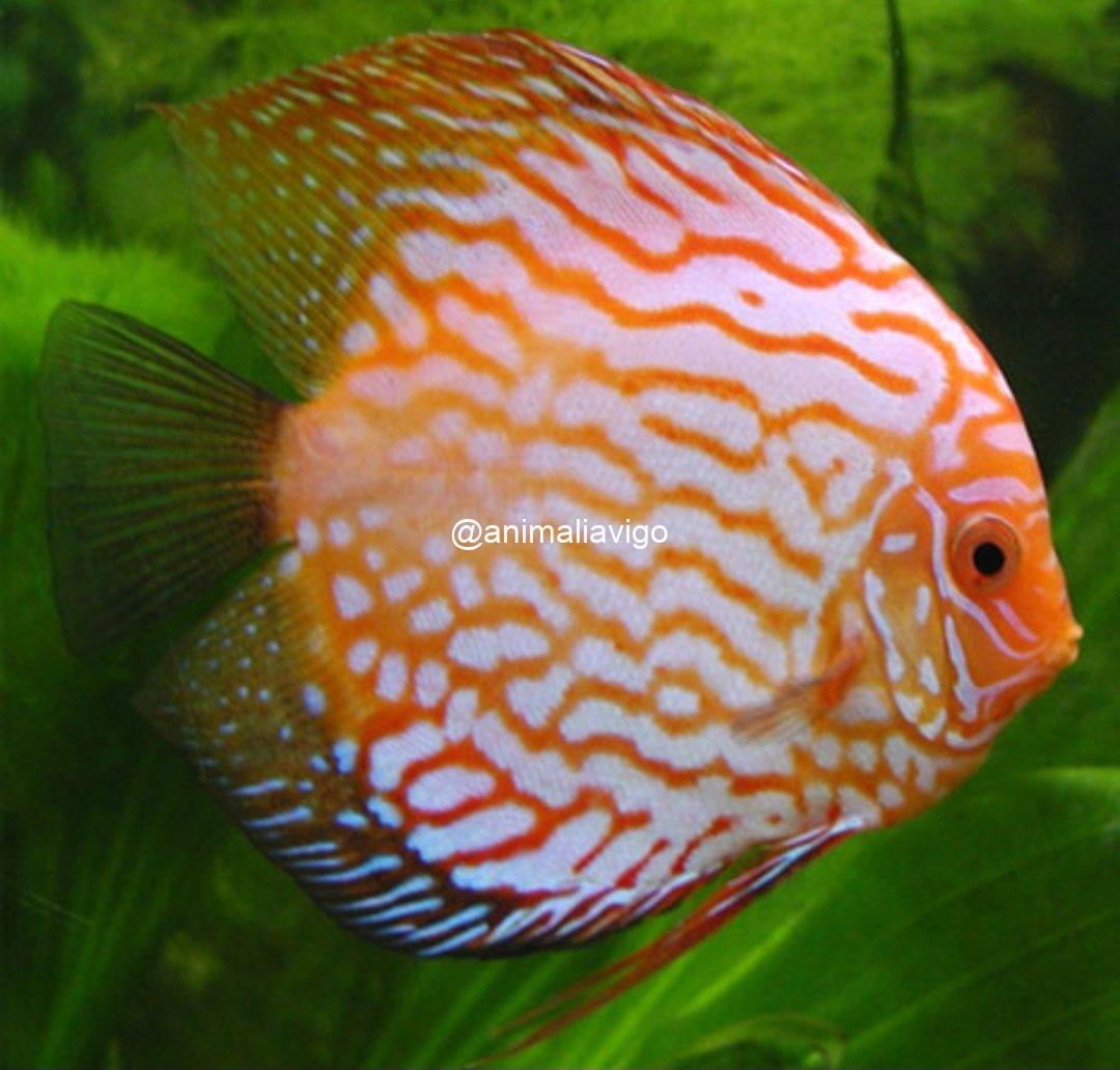 DISCO GRANDE - Imagen 4