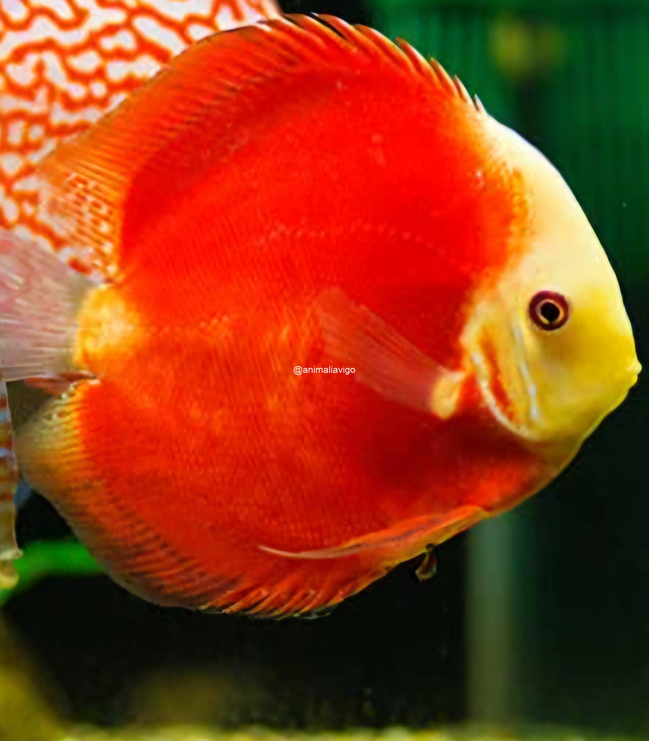 DISCO PEQUEÑO - Imagen 3