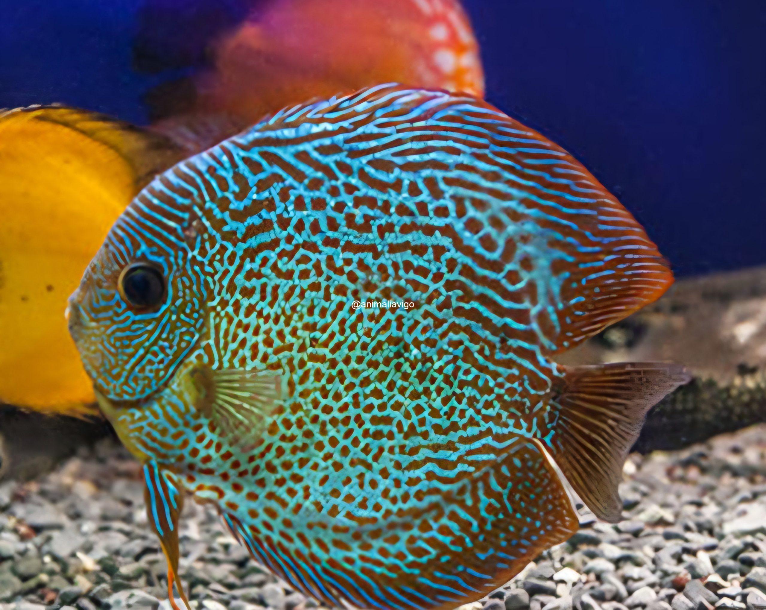 DISCO GRANDE - Imagen 3