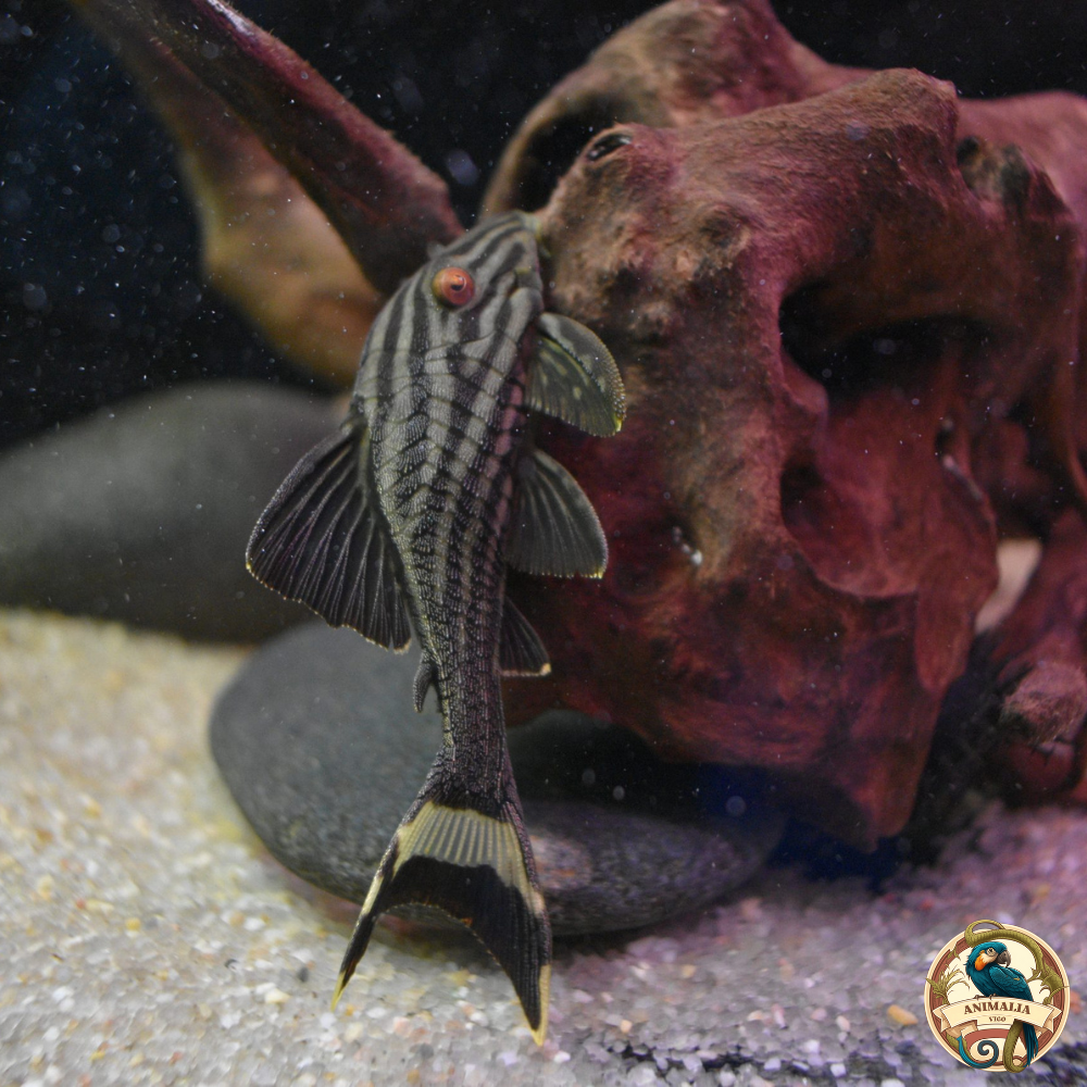 peces-accesorios