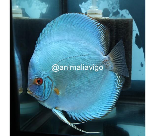 DISCO MEDIANO - Imagen 2