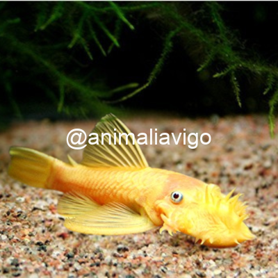 ANCISTRUS ORO