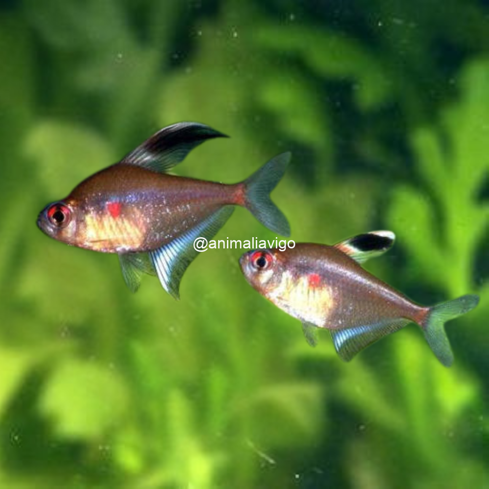 TETRA CORAZON SANGRANTE