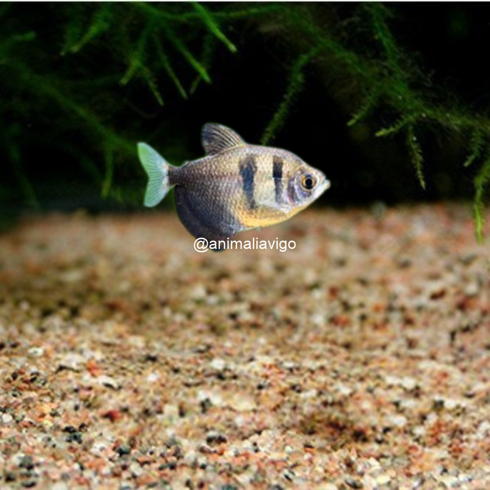 TETRA MONJITA