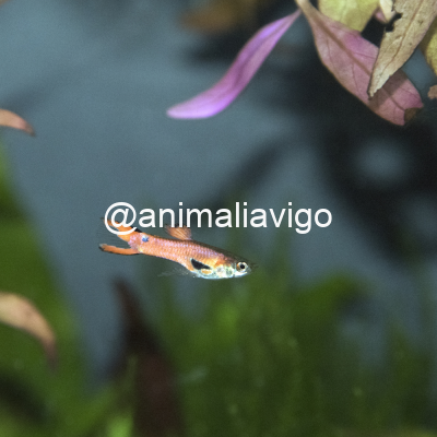 GUPPY ENDLER MACHO