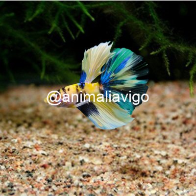 BETTA MACHO PREMIUN