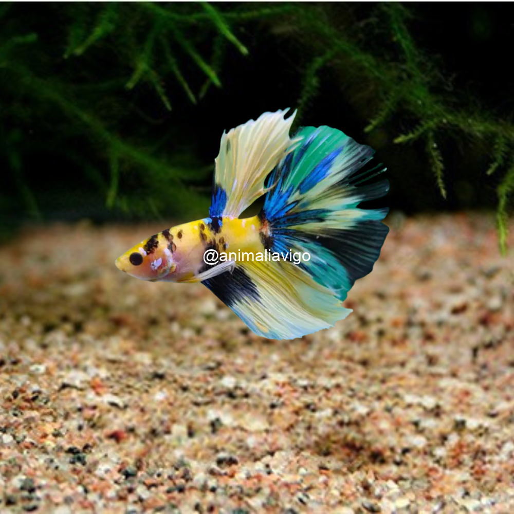 BETTA MACHO PREMIUN