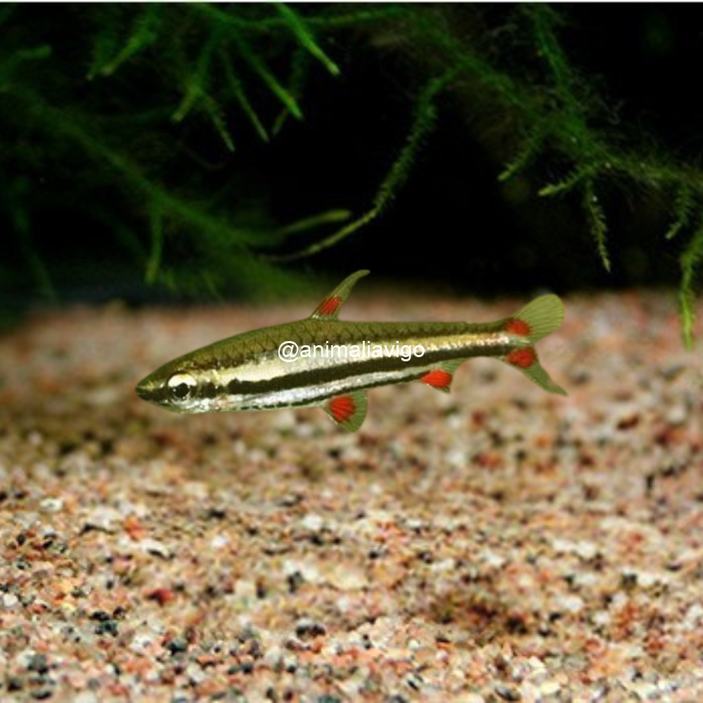 TETRA LAPIZ