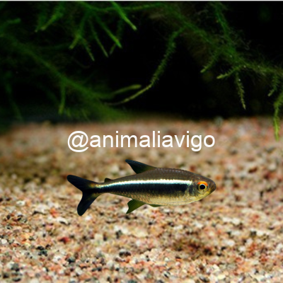 TETRA NEON NEGROO