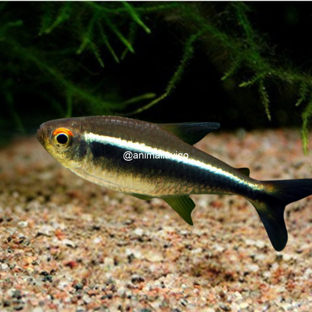TETRA NEON NEGRO XL