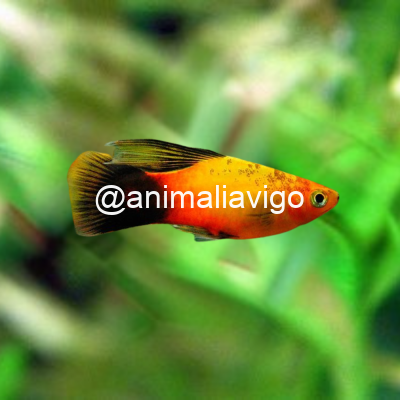 SURTIDO PLATY