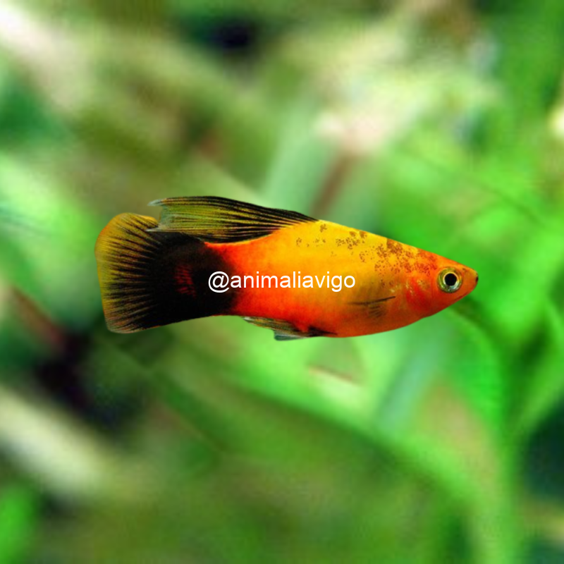 SURTIDO PLATY