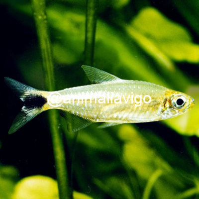 TETRA ORO