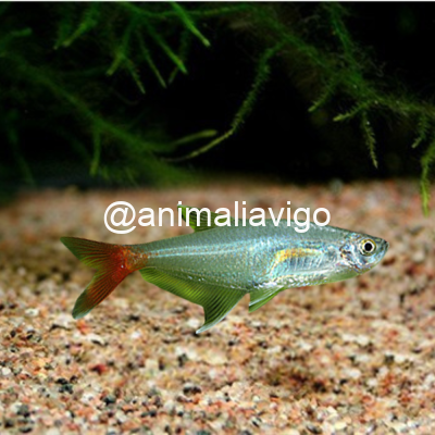 TETRA CRISTAL COLA ROJA