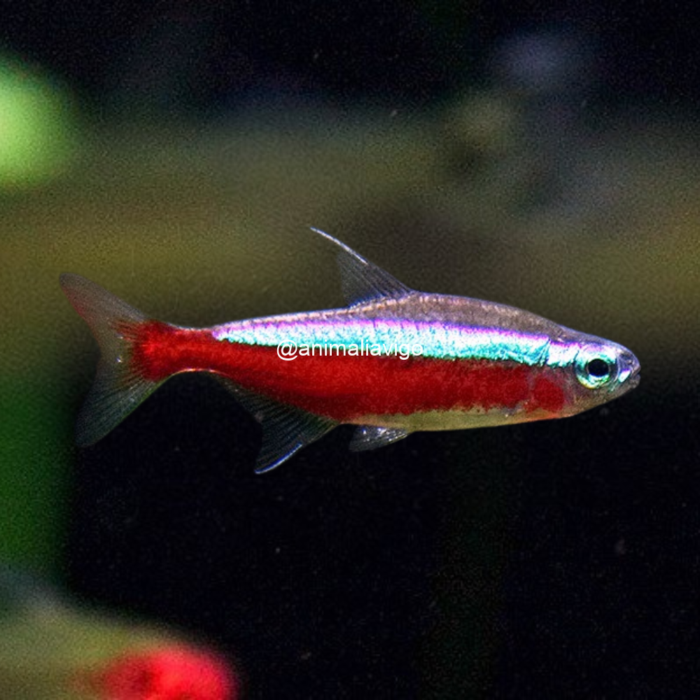 TETRA CARDENAL